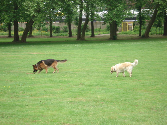 De achtervolging in ...