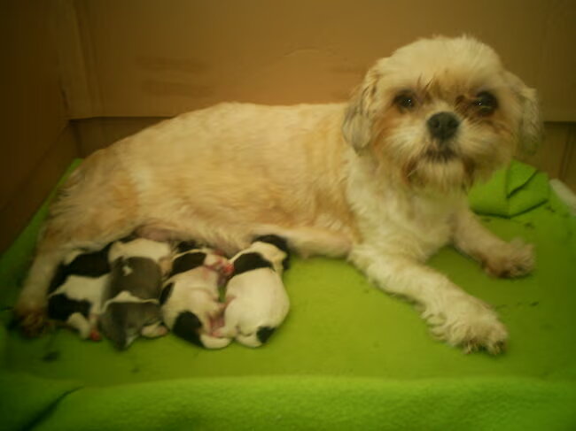 Dit is mijn hondje met haar 4 lieve pups. Ze is super trots op haar…