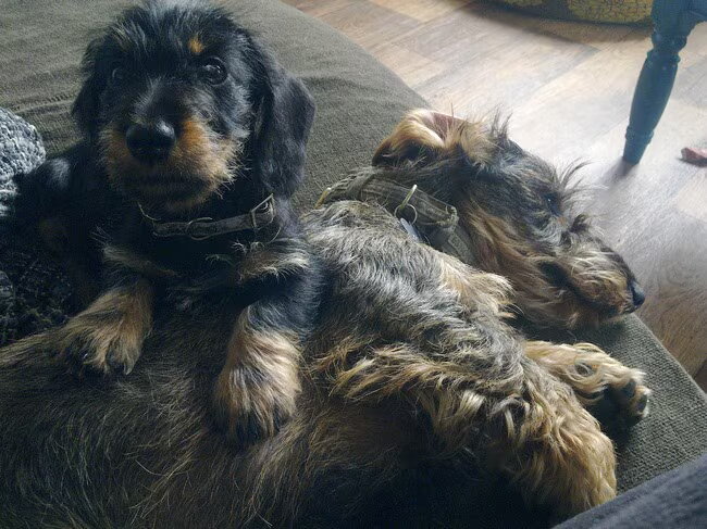Foto van Pepijn & Otis