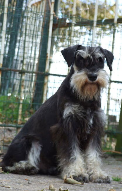 Onze dwergschnauzer zwart zilver Boy v.d. Biboburcht.