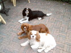 Mijn drie cavaliertjes Robin, Quinty en Dana.... Altijd gezellig en zo…