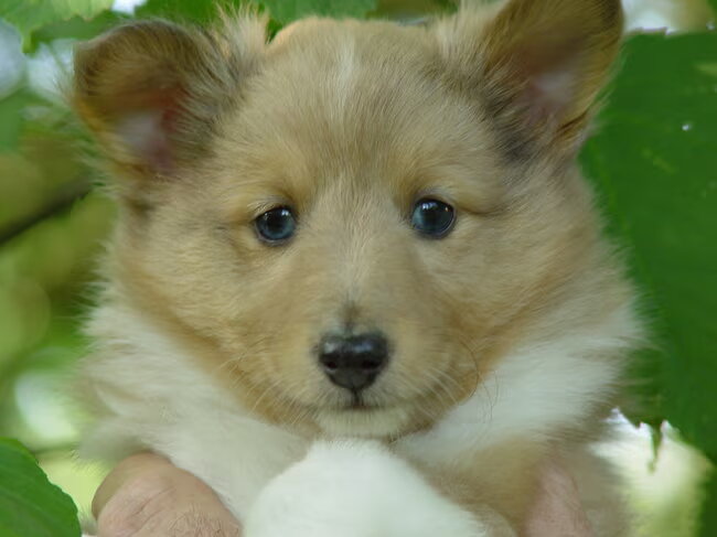 Fox is een schattige sheltie pup hij heeft hele mooie blauwe ogen.