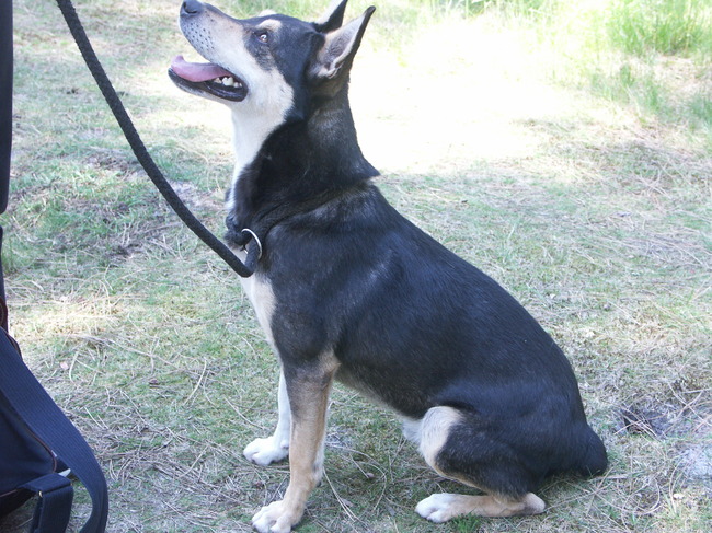 Nog een koekje, want ik kijk zo lief !