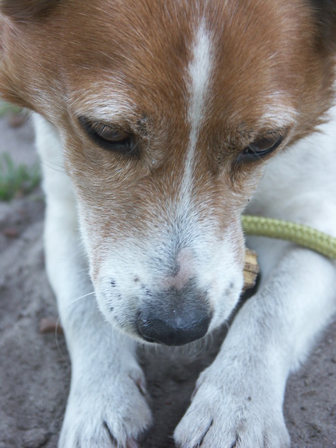 Benji uit het asiel van Weelde, is het beste maatje van Falco. Update...Benji werd geplaatst en nu zit Falco opnieuw alleen. Waarom komt er nu toch niemand voor deze geweldige hond ?