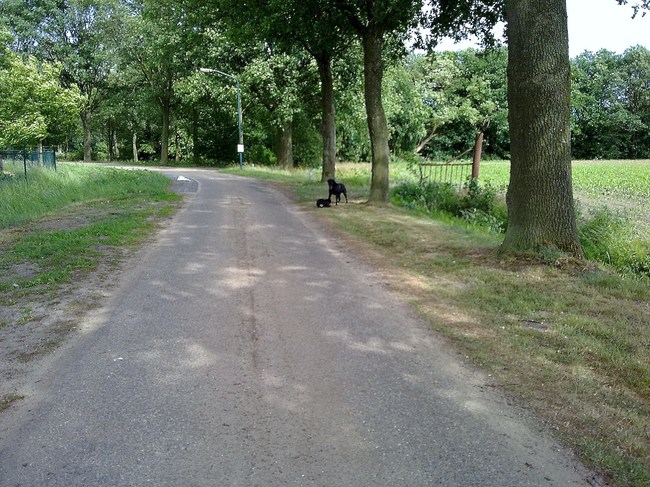 Mila & max in de verte aan het spelen!