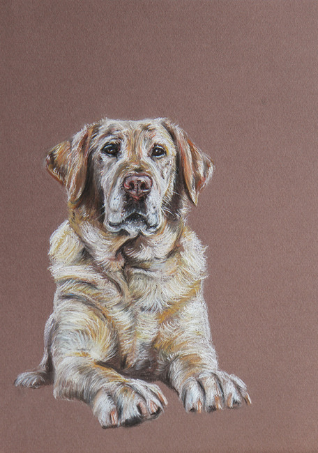 Labrador Retriever in pastel