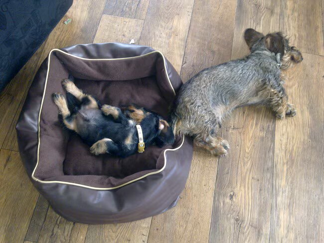 Foto van Pepijn & Otis