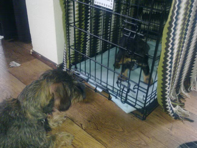 Foto van Pepijn & Otis
