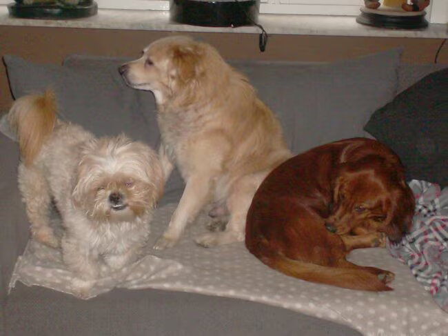 een wonder onze drie honden naast elkaar op 1 deel van de zetel zonder dat loekie mickey van de zetel duwt of aan mailo's oren bijt of gewoon mailo ambeteert
