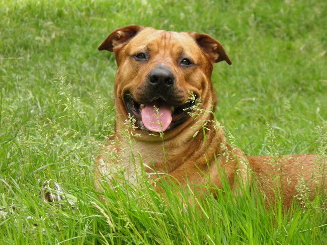 Foto van patricia,  *Spikey* Nino & Lola