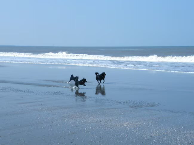 Joepie op het strand tijdens de schipperkeswandeling