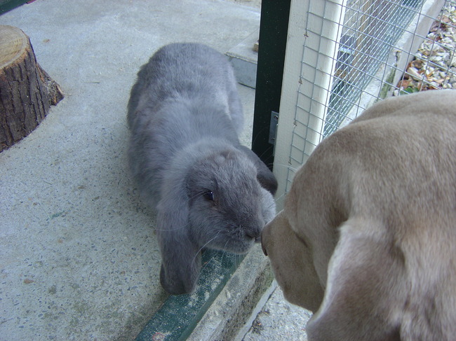 Kennismaking met ons konijn