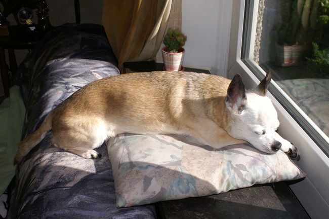 Mmijn favoriete plekje om te zonnen - ben uiteindelijk toch een echte Mexicaanse hond