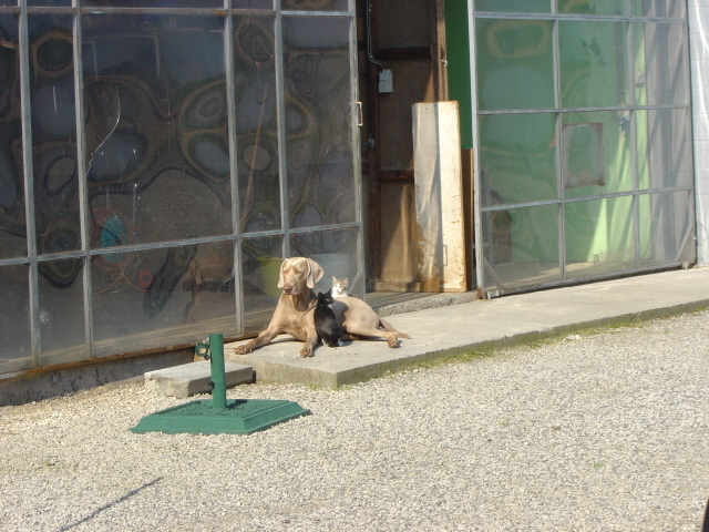 Yordi met 2 kittens .Als kat en hond ,niet bij ons hoor...