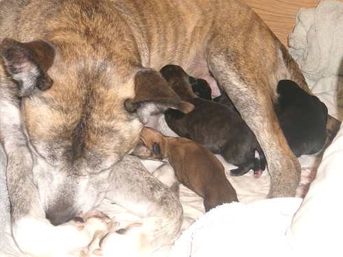 Mamma Rufus en broertjes en zusjes