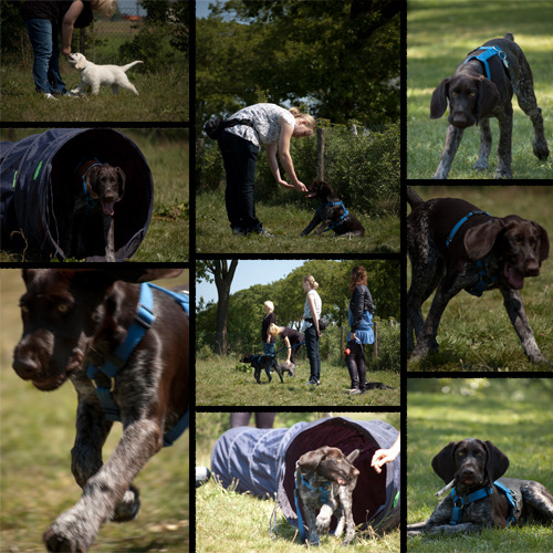 Puppy cursus les 2 !