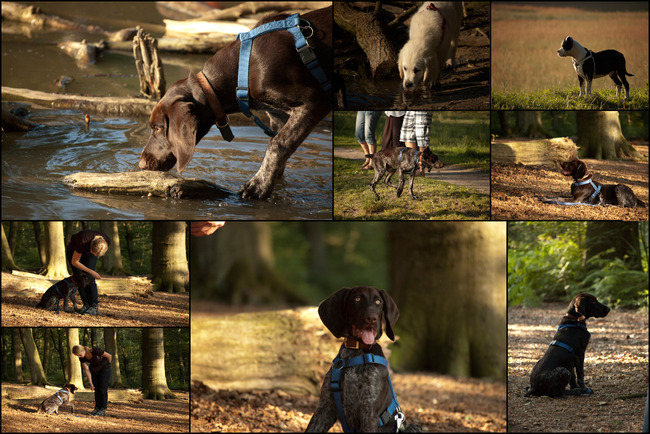 Puppy cursus les 4!