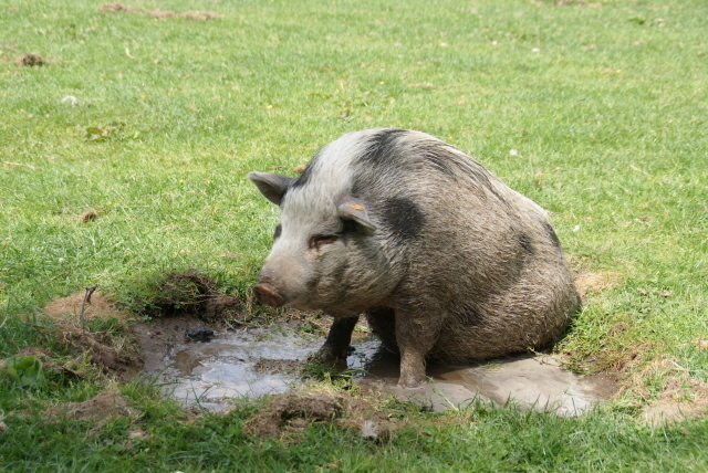 Wilma geniet van een modderbad mei 2011