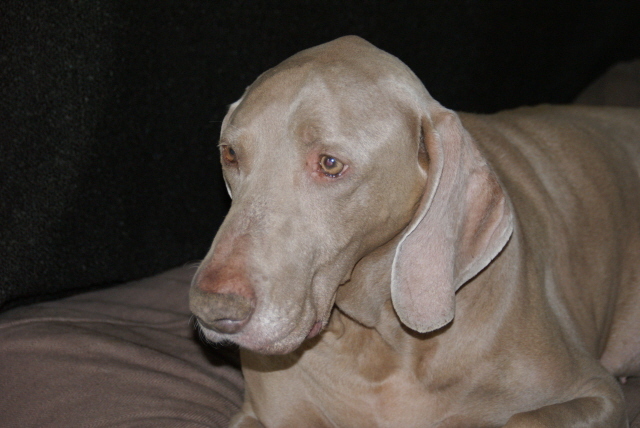 dit is de laatste foto van Yordi , s'avonds is hij gestorven...