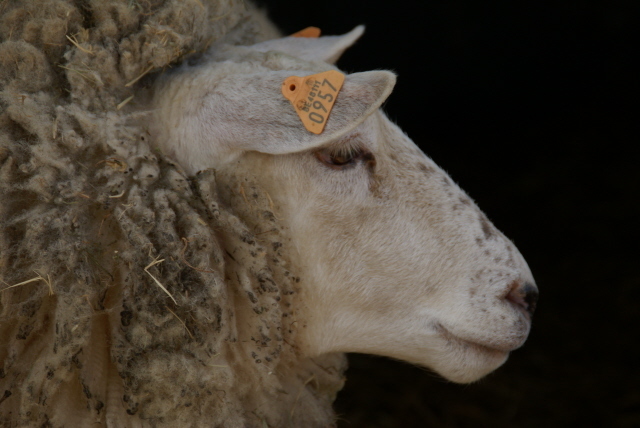 Fleur , ons eerste fleslammetje , ondertussen een ferm schaap , het is een héél lief schaap