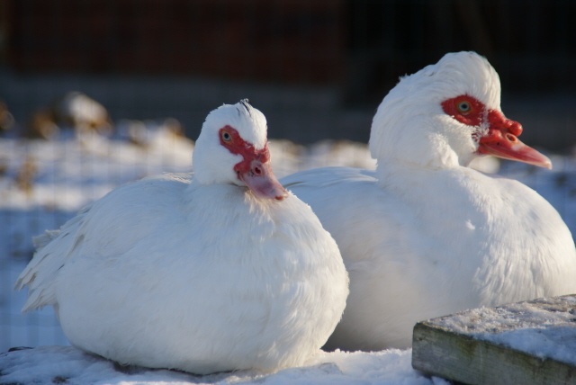 Koppel barberie eenden