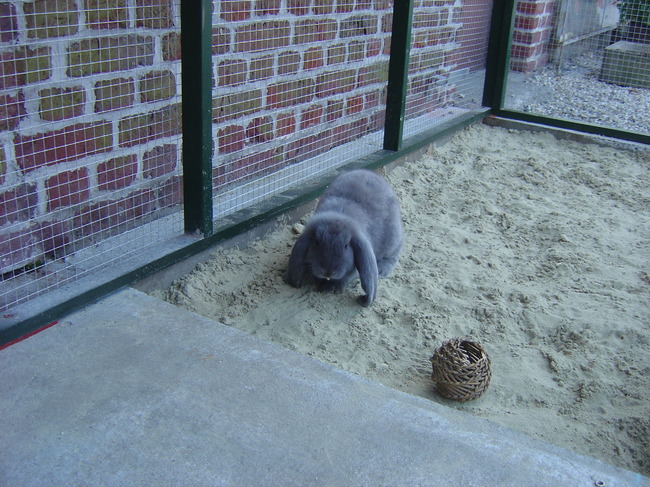 1 van onze franse hangoren