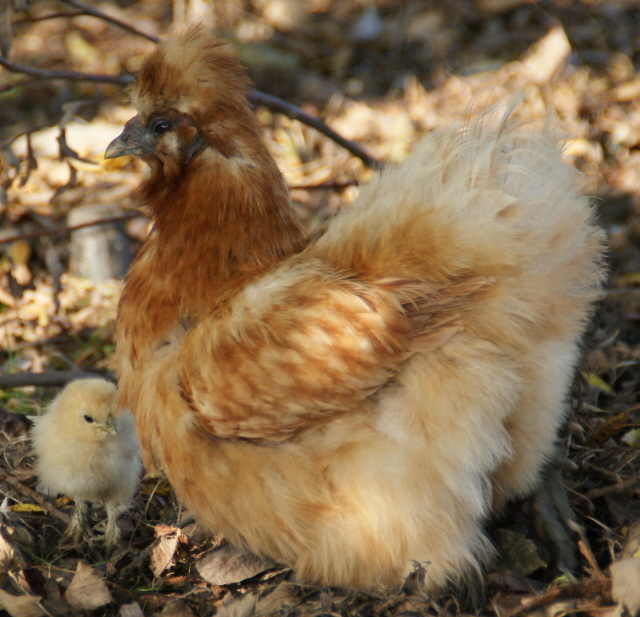 zijdehoen met kuiken