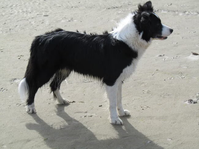 Dit is linn "v. d. diemkeshoeve" op Terschelling, hier woont de vader…