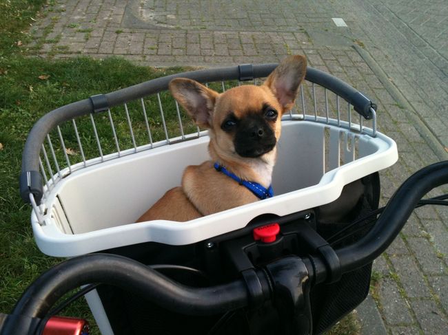 ik heb een fietsmandje gekregen, dan kan het vrouwtje een wijntje drinken :)