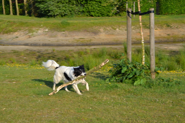 rennen met een stok(je)
