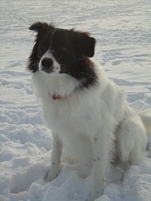 weer of geen weer, Cooper houd ook van sneeuw