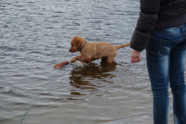 Djaira pup van mijn Zusje (Golden retriever)