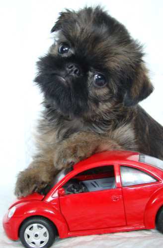 female puppy is Imgosbull Ignite A Star (for sale)