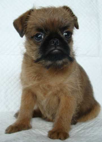 female puppy is Imgosbull It’s All About Me (for sale)