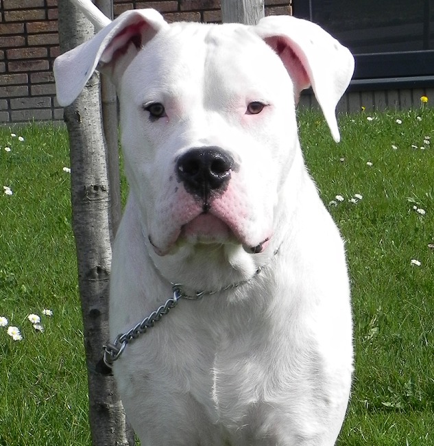 Dit is mijn lieve hond Django.
Hij is 1 jaar en af en toe ontdeugend en heel erg lief. Speelt graag met honden in het park.
Hij heeft wel veel beweging nodig, we gaan altijd heel veel wandelen.
