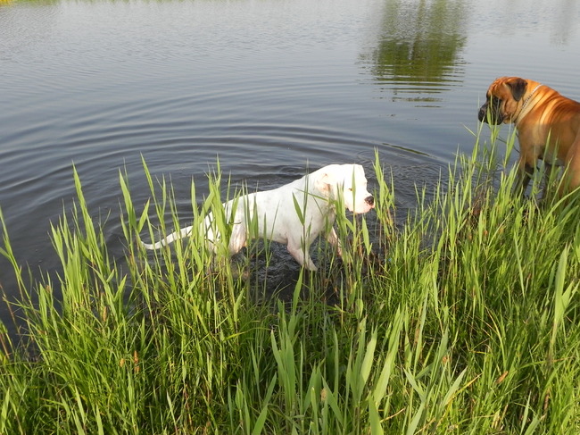 Dit zijn Jack en Django lekker spelen in het water.
