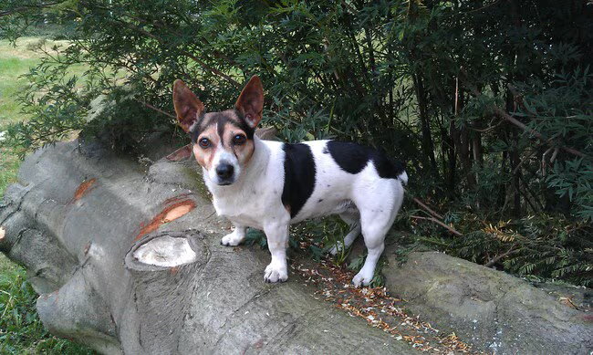 Dixie op een boomstam.