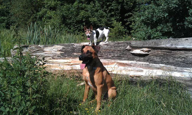 Foto van Vrouwtje van Denzel en Diva (R.I.P. Dixie)