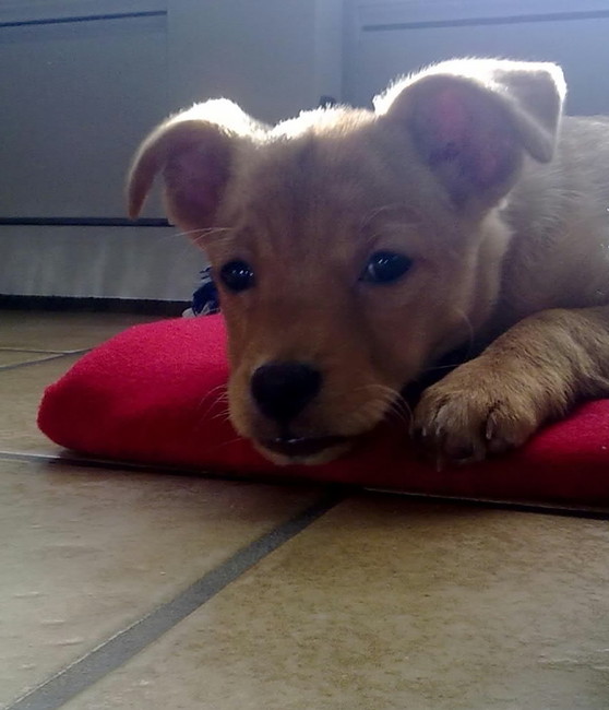 Bo, kruising tussen jack russel terrier - labrador - golden retriever. enz... Een uniek en lief hondje:)