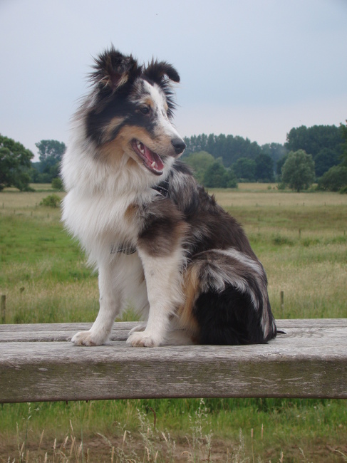 shetland sheepdog jatai 7 maanden