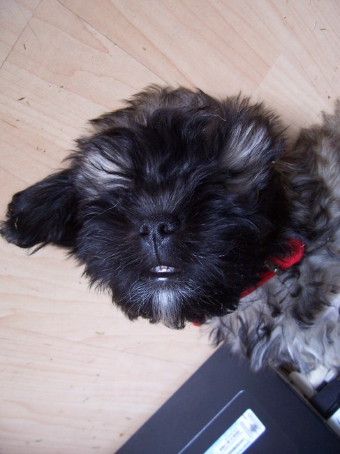 Kan ik hier ook terecht met vragen over gremlin's 