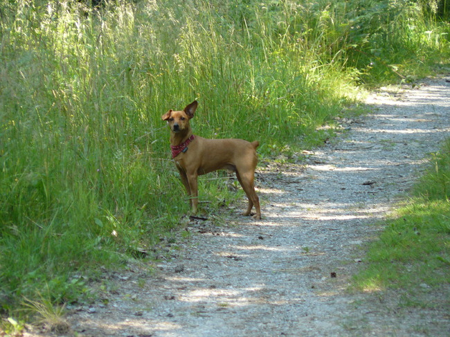 Ardennen 2011...effe kijken of baasjes nog volgen 