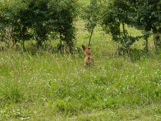 Ardennen 2011...wat zie ik daar in het groen ?