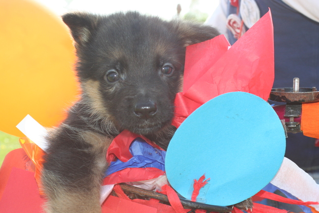 Vida Lente,
koninginnedag op school, voorin de fietsmand voor de foto.