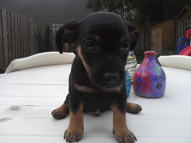 Ons nieuwe aanwinst 'Jindi'.