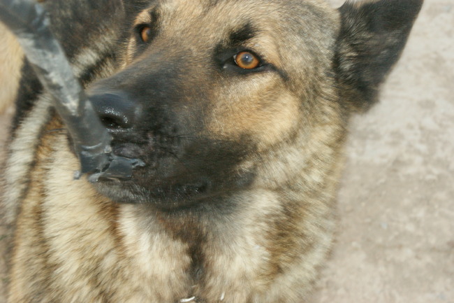 mysti begint ook speels te worden, samen touwtje trekken 