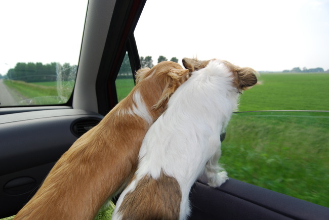 Uit het raam hangen, oh wat heerlijk...de wind in je haren!!
uiteraard wel veilig en niet te snel rijden:)