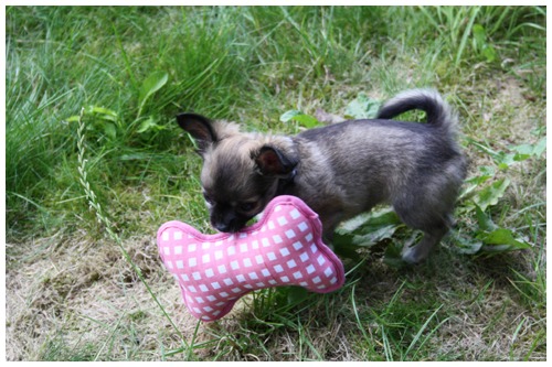 Flo, 3 dagen bij ons, 12 Juli 2011