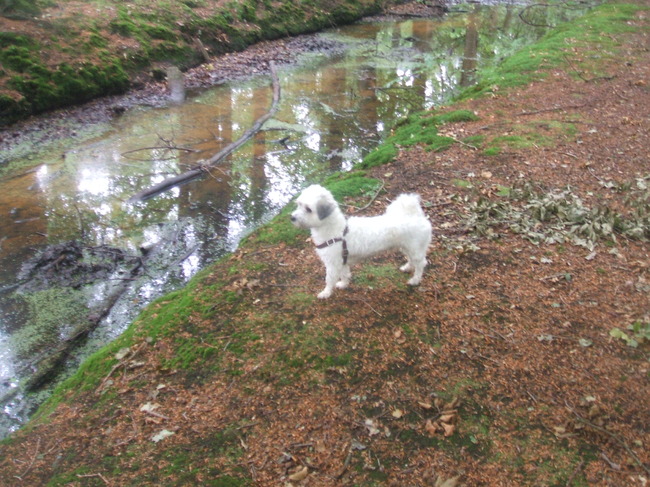 Met Joep naar Landgoed Hoevelaken. Hier wilde hij over de sloot springen maar hij durfde het toch niet.