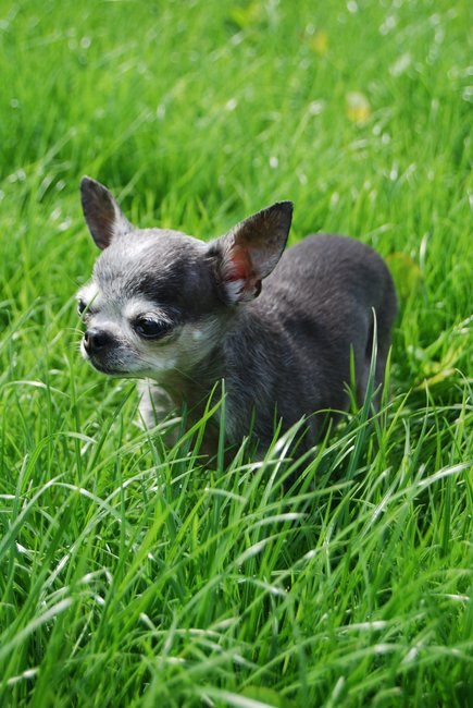 Mijn kleine meisje in het hoge gras. het was al snel te hoog voor haar, vaak het gras maaien dus..
